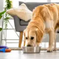 What-to-Feed-a-Dog-with-Diarrhea-1 Golden retriever eating from a metal bowl on a bright living room floor, with chew toys nearby and a potted plant in the background.