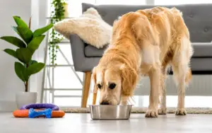 What-to-Feed-a-Dog-with-Diarrhea-1 Golden retriever eating from a metal bowl on a bright living room floor, with chew toys nearby and a potted plant in the background.