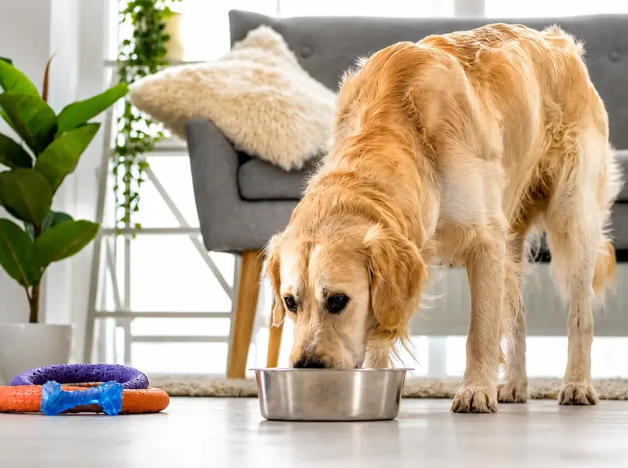 What-to-Feed-a-Dog-with-Diarrhea-1 Golden retriever eating from a metal bowl on a bright living room floor, with chew toys nearby and a potted plant in the background.