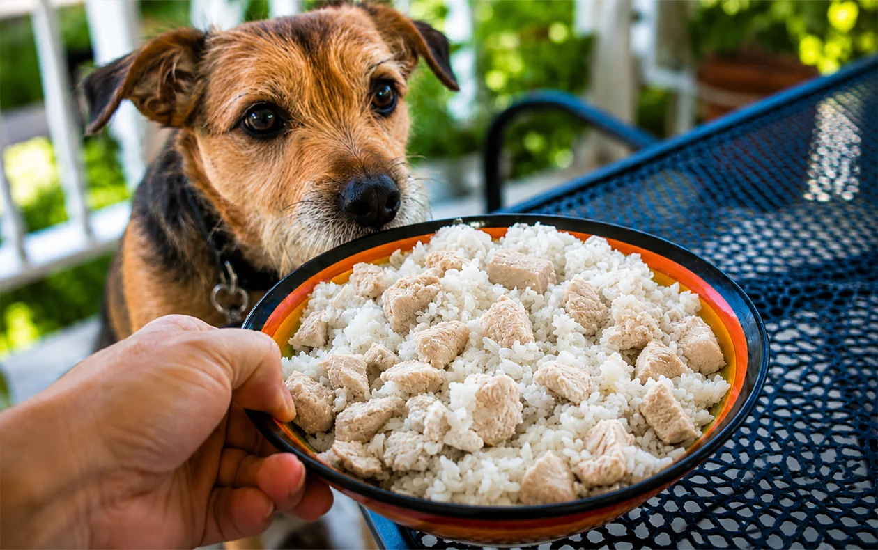 What-to-Feed-a-Dog-with-Diarrhea-2 bland food for dogs with diarrhea