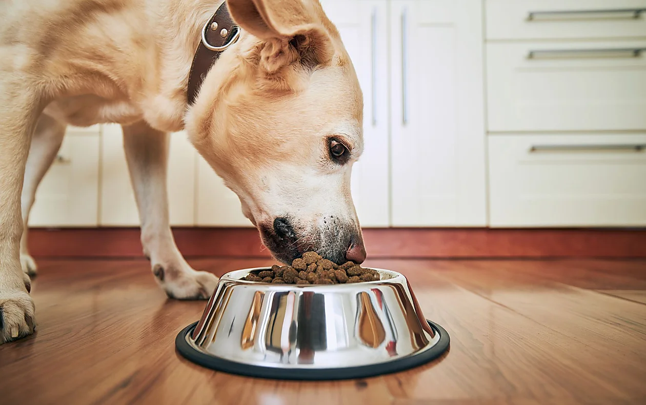 What-to-Feed-a-Dog-with-Diarrhea-4 Returning to a dog's normal diet after diarrhea