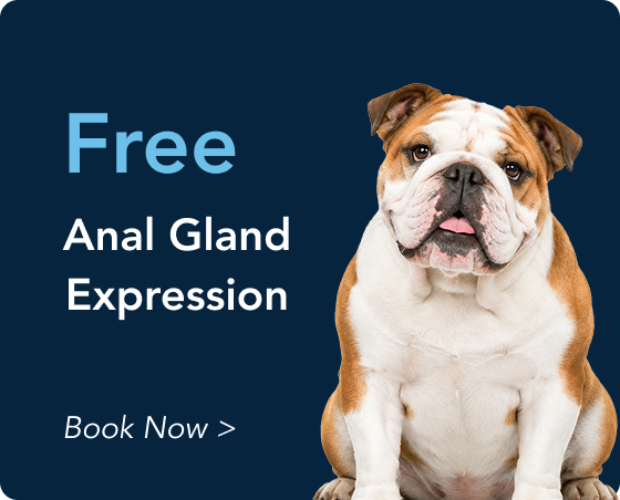offer1 York Veterinary Hospital York Veterinary Hospital offer1 offer1 Ad banner: free anal gland expression for dogs, bulldog on the right, and a 'Book Now' CTA.