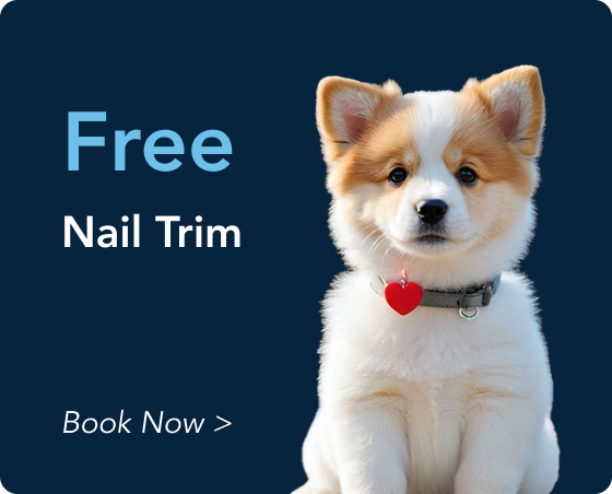 offer2 York Veterinary Hospital York Veterinary Hospital offer2 offer2 Promo card with a puppy on the right and the words 'Free Nail Trim' on the left; 'Book Now' call to action appears below left.