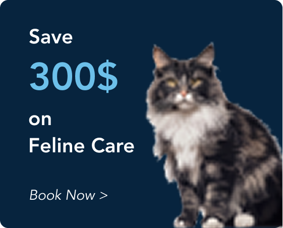 offer3 York Veterinary Hospital York Veterinary Hospital offer3 offer3 Advertisement: Save 300$ on feline care; a cat sits on the right, Book Now >