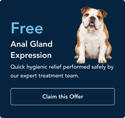promotion3 promotion3 Dark blue promotional image with a bulldog on the right and large light-blue text: 'Free' plus 'Anal Gland Expression' and a subtitle: 'Quick hygienic relief performed safely by our expert treatment team.' A white-outlined button at the bottom reads 'Claim this Offer'.