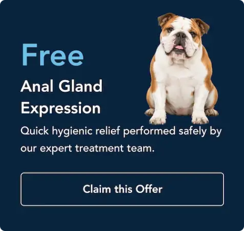promotion3 York Veterinary Hospital York Veterinary Hospital promotion3 promotion3 Ad offering free anal gland expression for dogs; bulldog on dark blue background with heading 'Free Anal Gland Expression' and CTA 'Claim this Offer'.