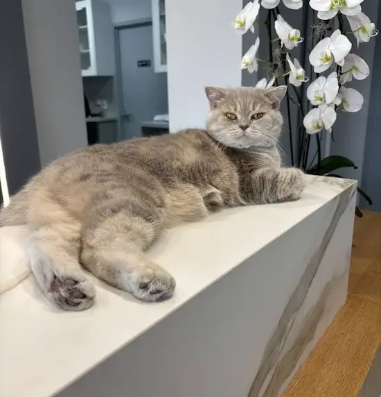 Plush gray cat sprawled on a white marble counter beside a pot of white orchids in a modern office or reception area.