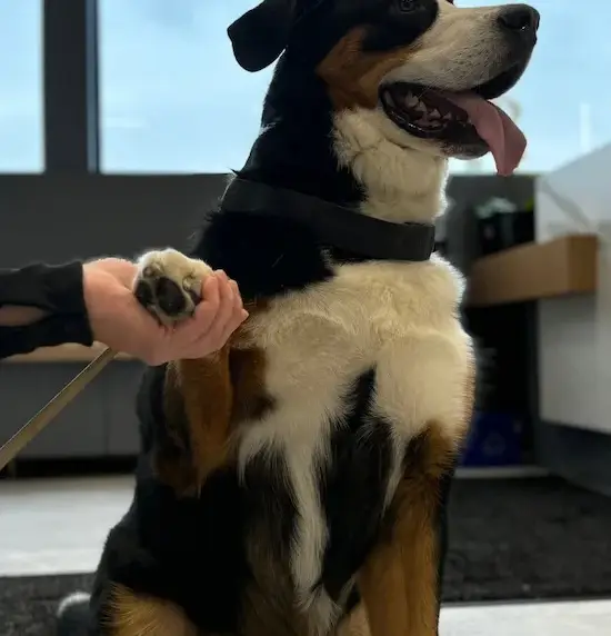 Friendly tri-color dog with tongue out sits indoors, paw raised for a handshake with a person holding its paw.