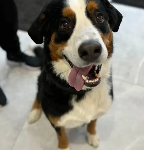 Friendly tricolor dog with tongue out, looking up at the camera on leash indoors.